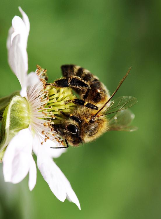 bee on flower