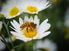 bee on flower