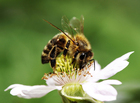 bee on flower