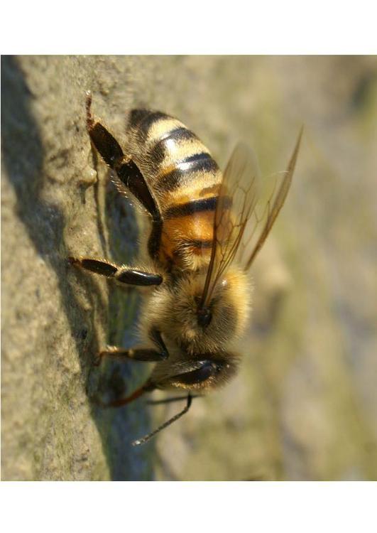 bee