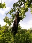 Photo bee swarm