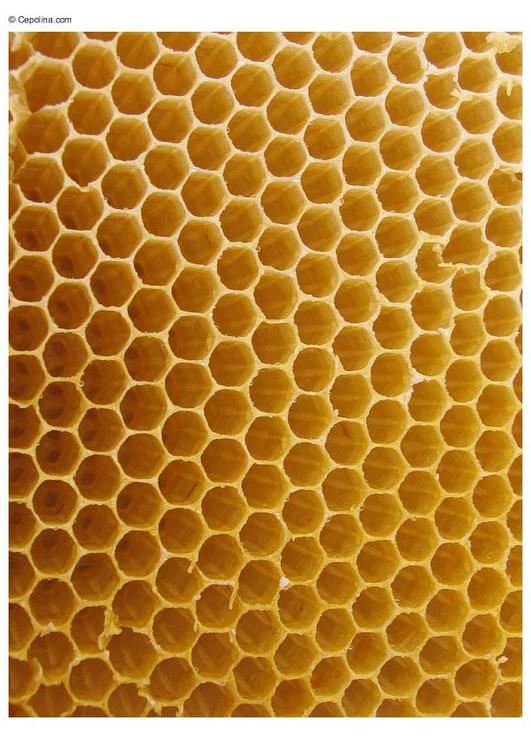 beehive honeycomb