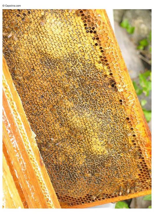 beehive honeycomb