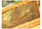 Photos beehive honeycomb