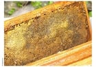 beehive honeycomb