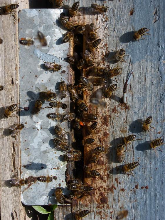 beehive