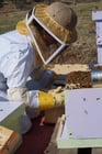 Photos beekeeper