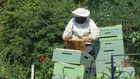 Photos beekeeper