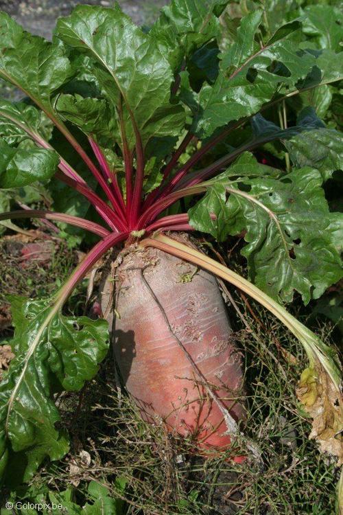 beet