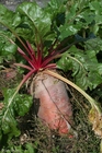 Photos beet