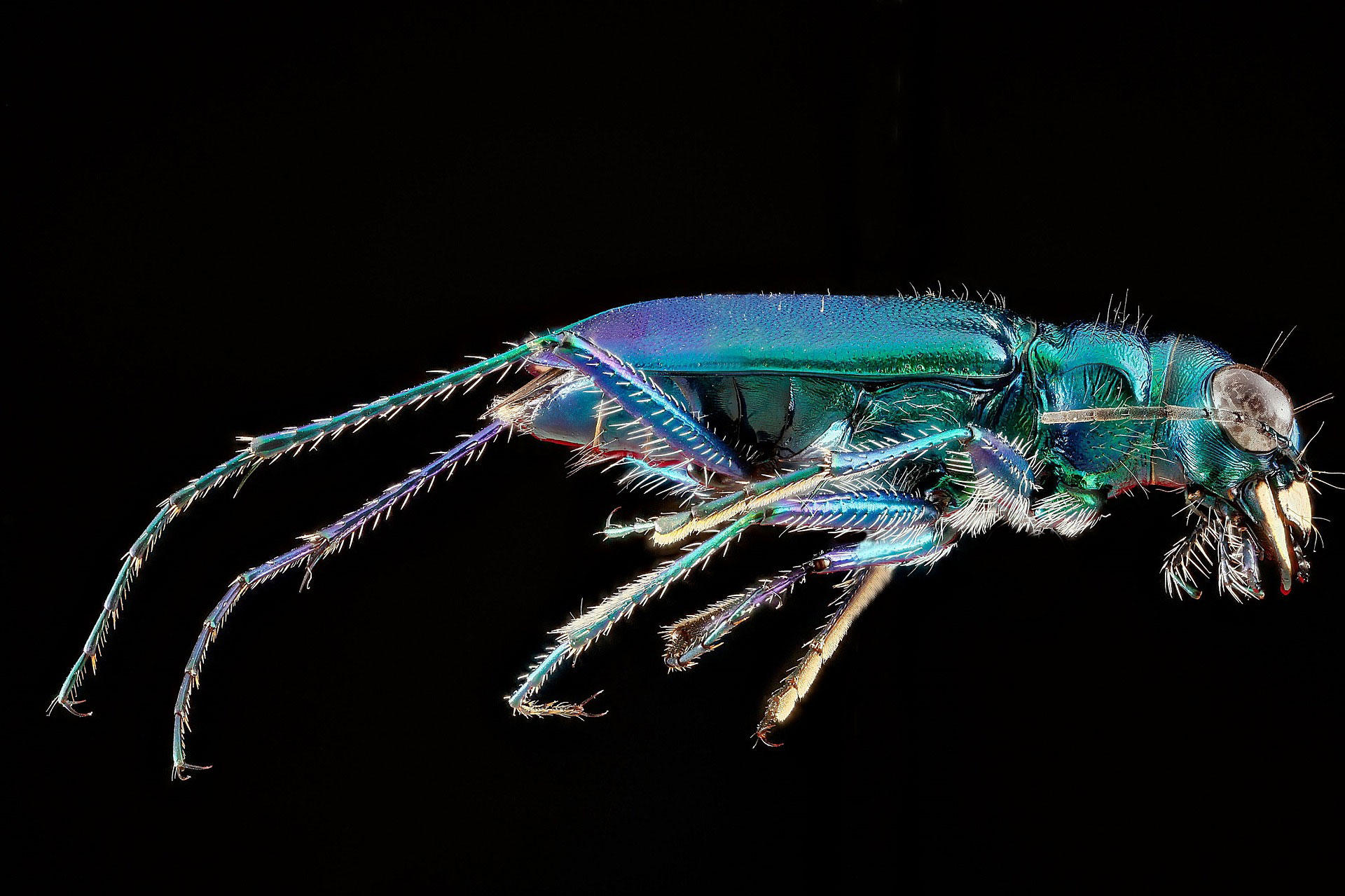 Photo beetle