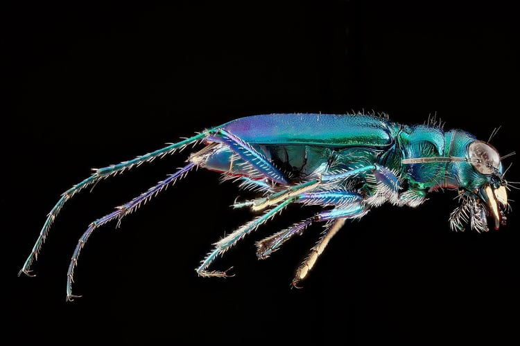 Photo beetle