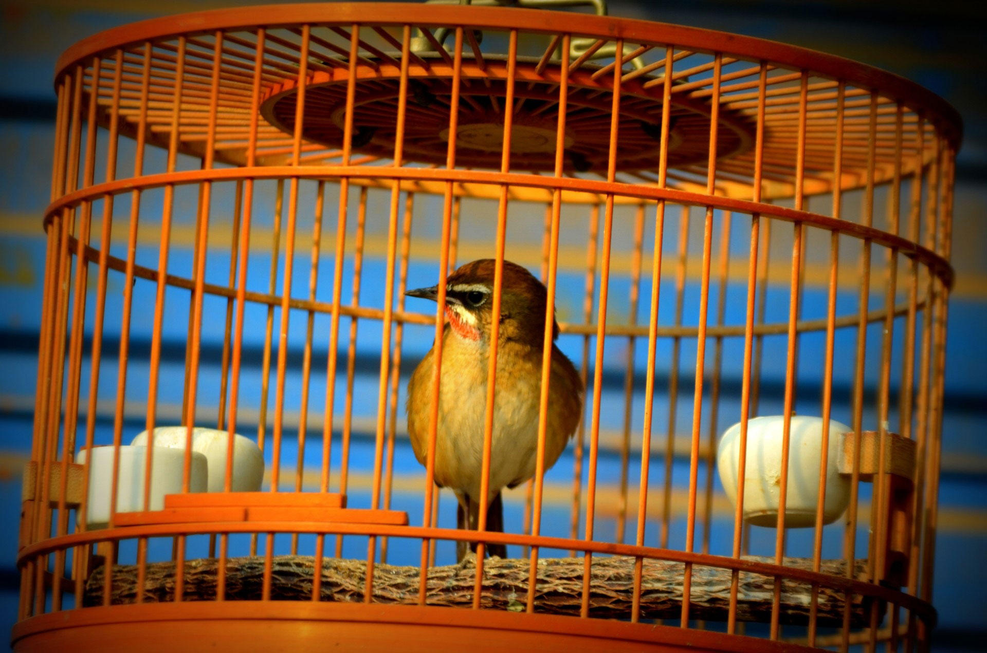 Photo bird in cage - captivity