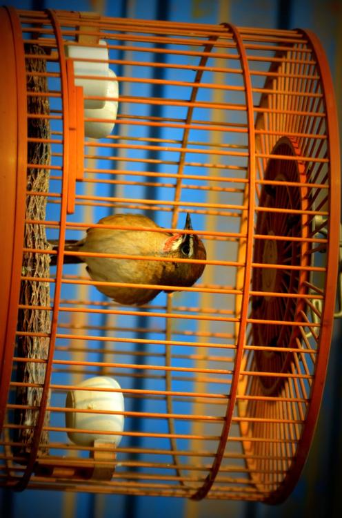 bird in cage - captivity