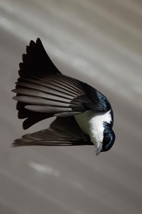Bird - Myiagra inquieta