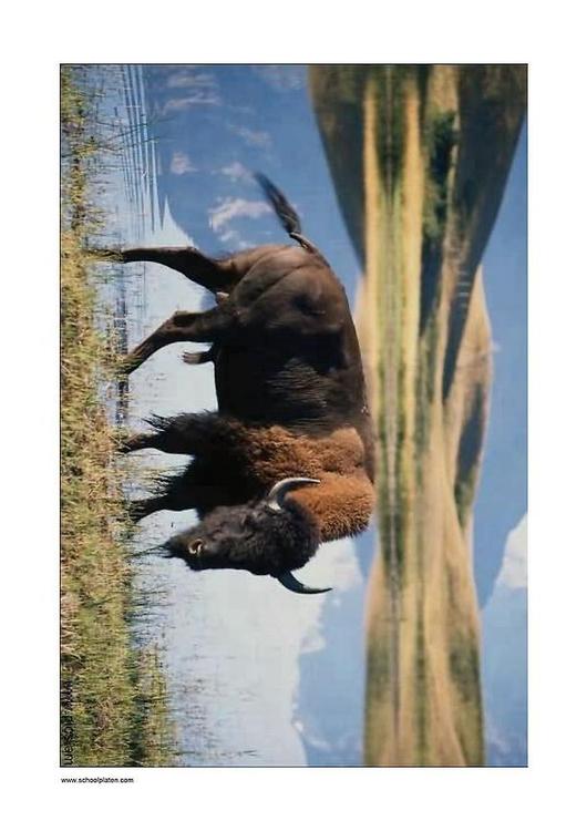 bison