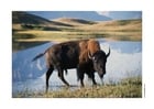 Photo bison