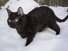 Photos black cat