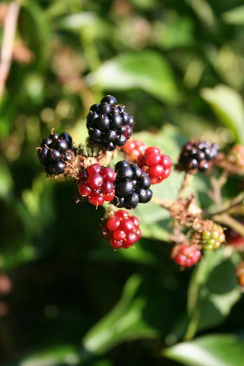blackberry