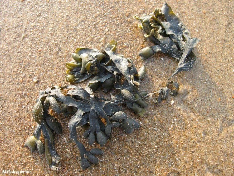 Photo bladder wrack