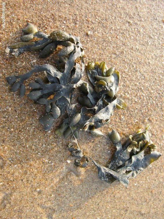 bladder wrack