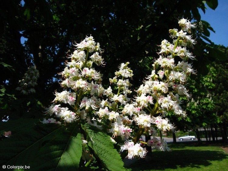 Photo blossoming horse chesnut 2