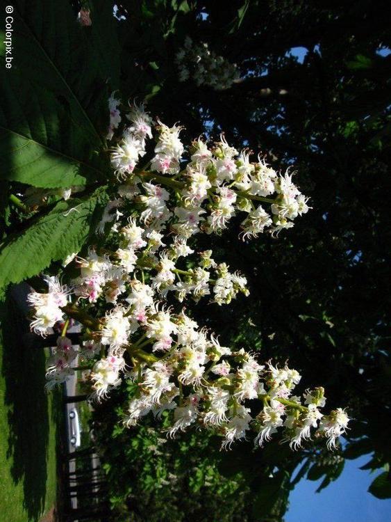 blossoming horse chesnut 2