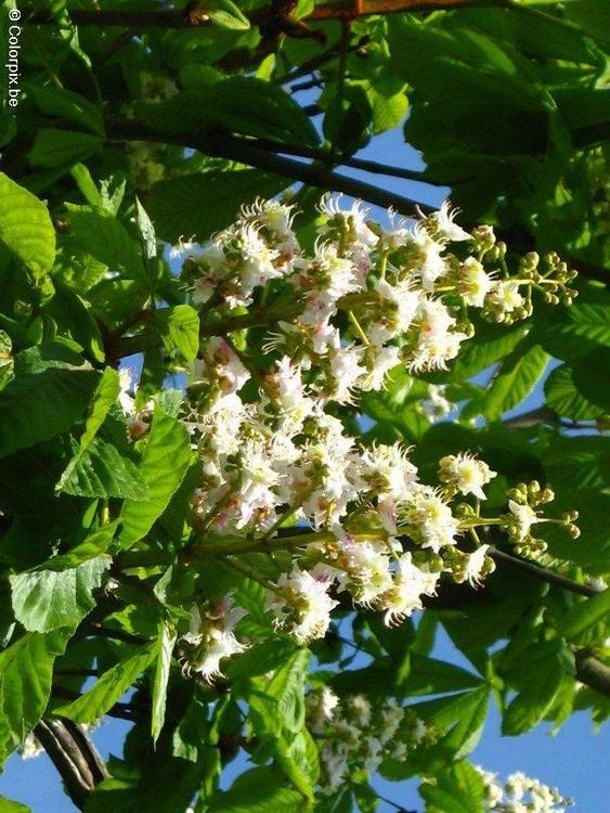 blossoming horse chesnut