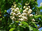 Photo blossoming horse chesnut