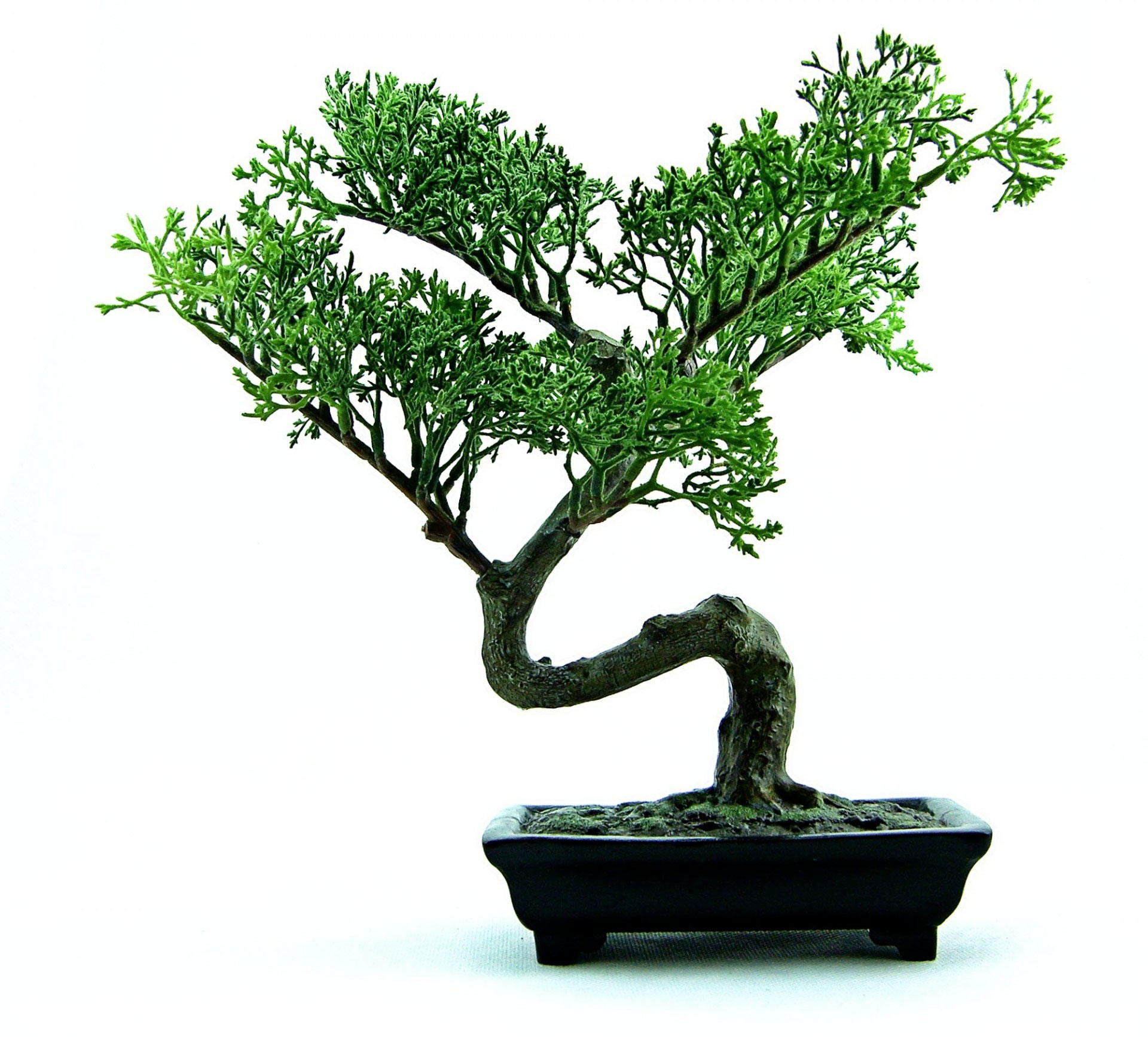 Photo bonsai