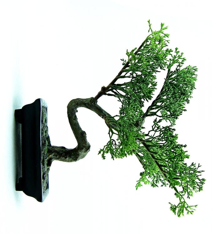 bonsai