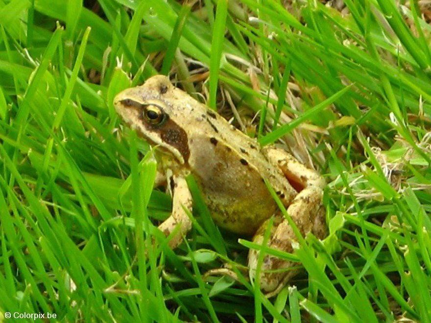 Photo brown frog