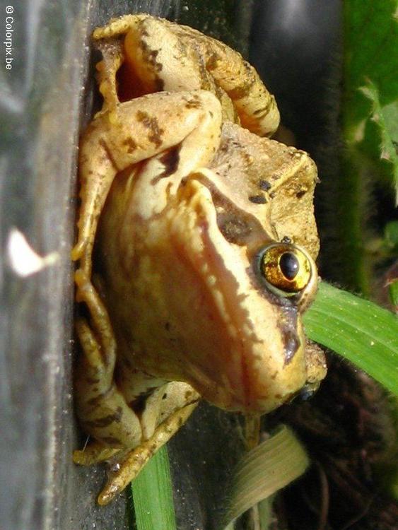 brown frog 