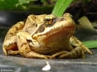 Photo brown frog 