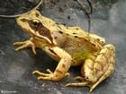 brown frog 