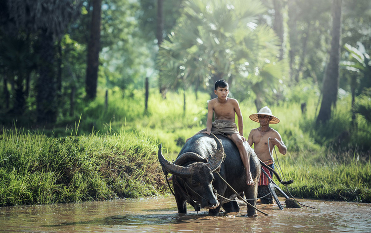 Photo buffalo - agriculture