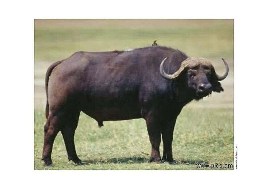 Photo buffalo