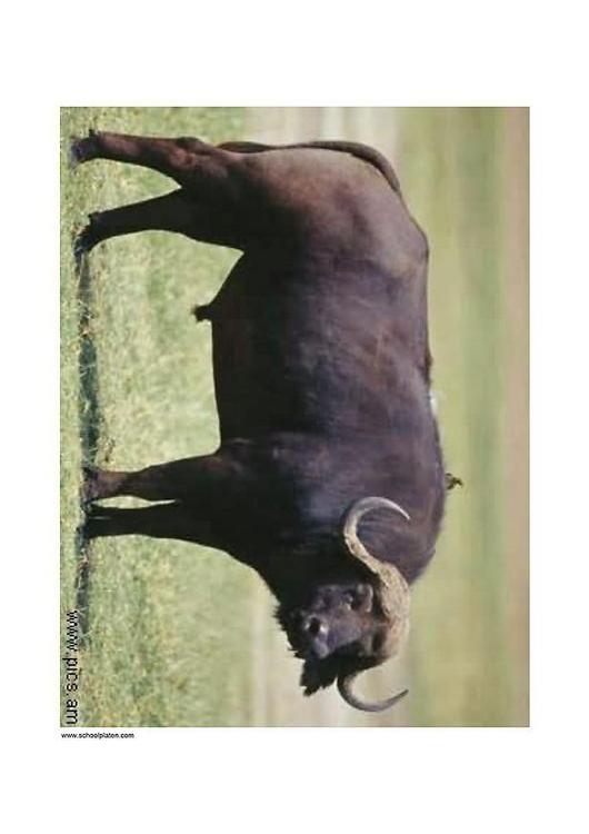 buffalo