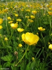 photo buttercup 5