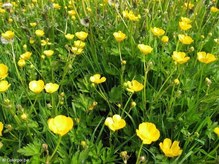 Photo buttercups