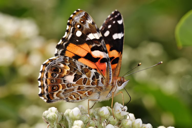 Photo Butterfly - Australian painted lady