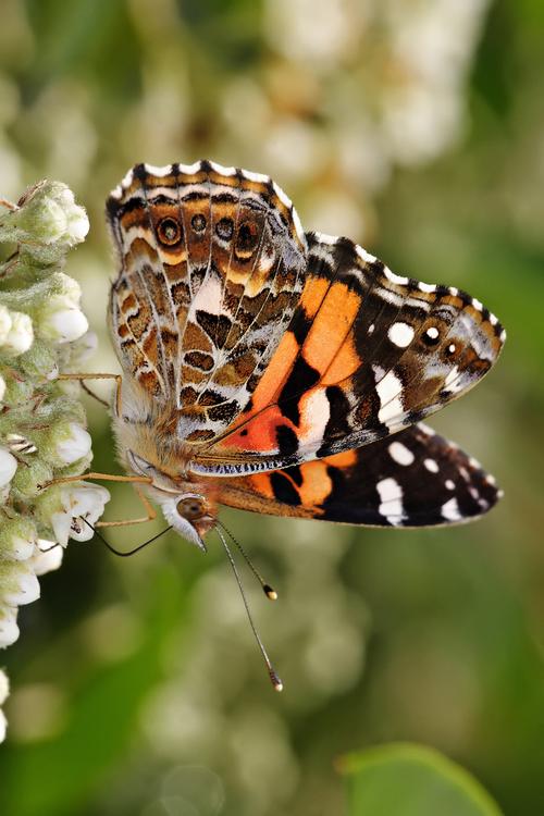 Butterfly - Australian painted lady