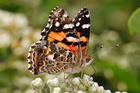 Butterfly - Australian painted lady