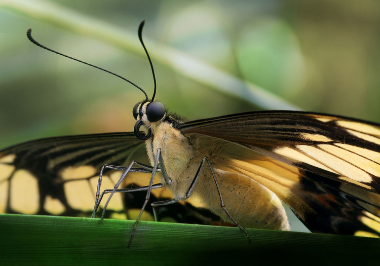 Photo butterfly