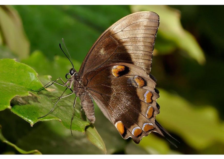 Photo butterfly