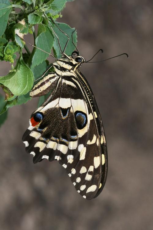 butterfly