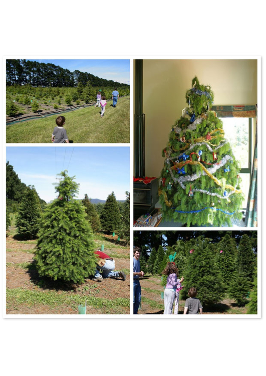 Photo buying a Christmas tree