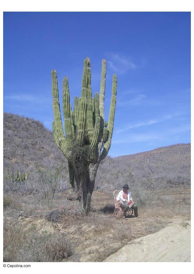 Photo cactus in desert