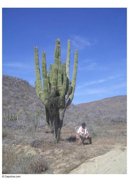 cactus in desert