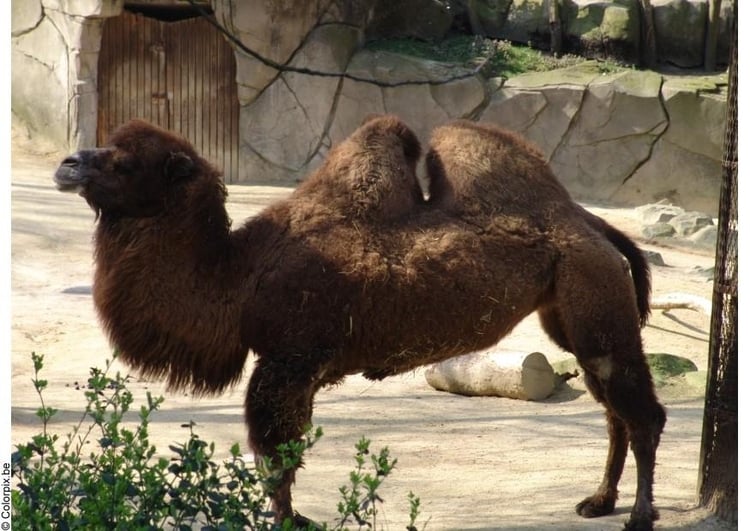 Photo camel